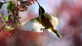 Birds of the garden