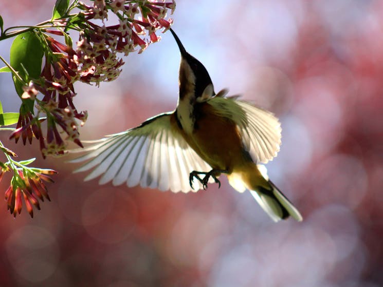 Birds of the garden