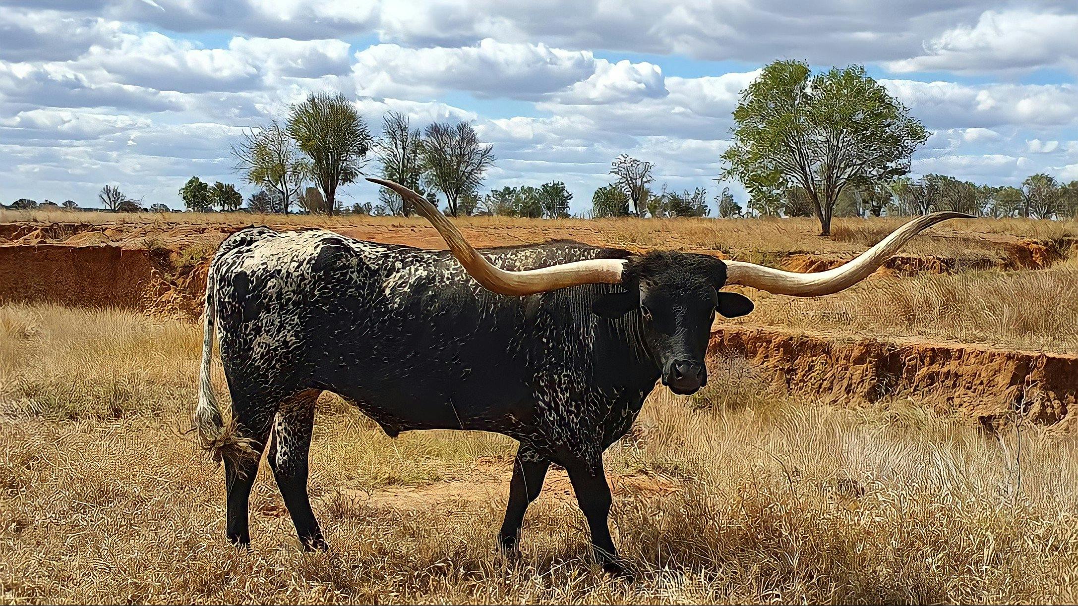 Texas Longhorn Tours | Townsville North Queensland