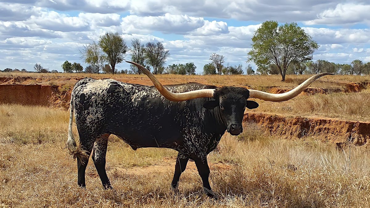 Longhorns at Texas Longhorn Tours