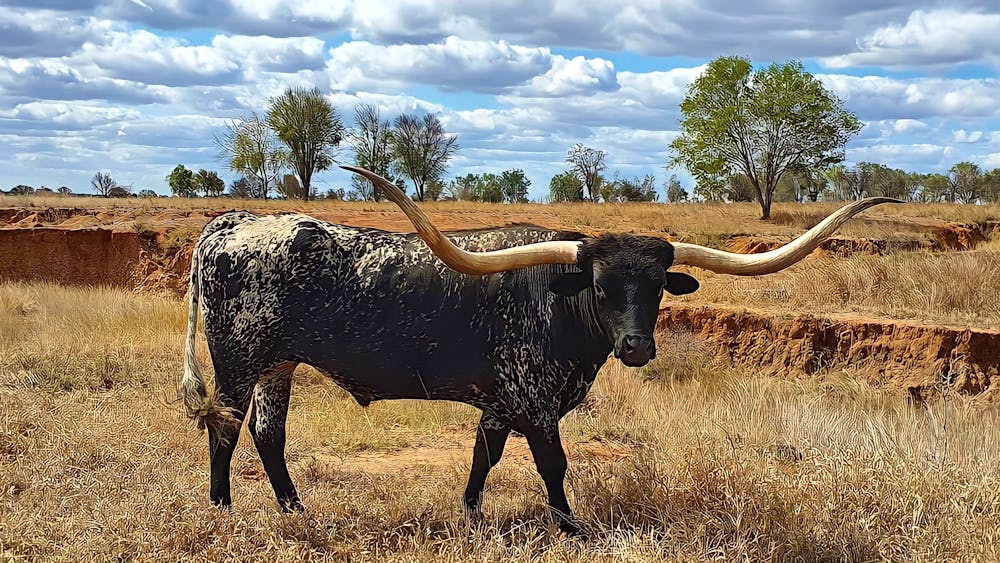 Texas Longhorn Tours