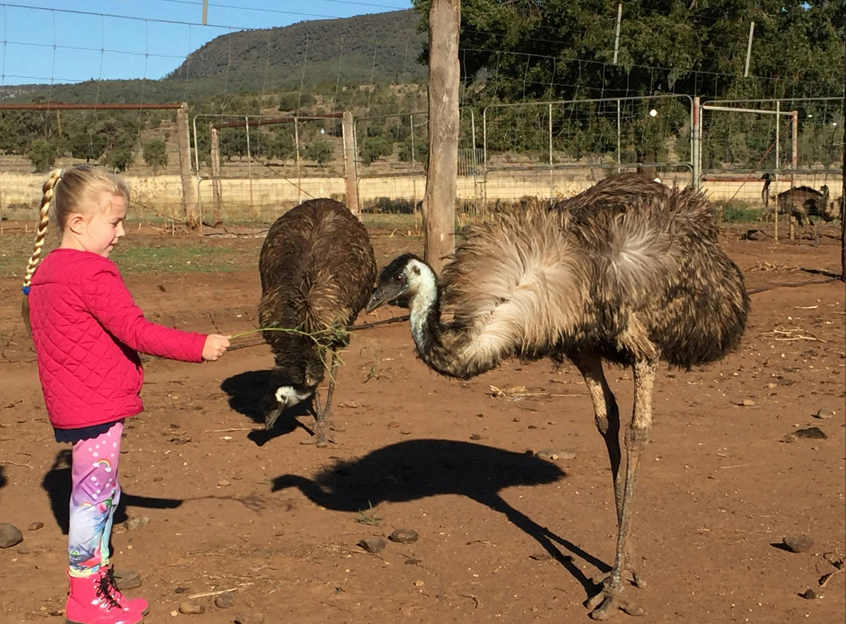Visit an emu farm