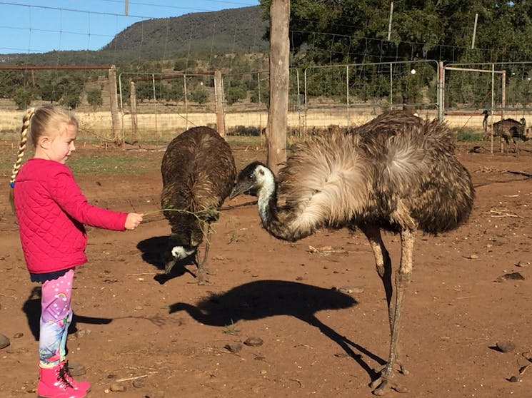 Visit an emu farm