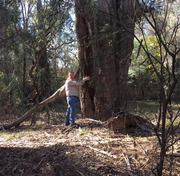 Man beside gum tree which has been used by indigenous people to carve a canoe