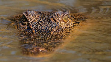 Koorana Crocodile Farm Koorana Crocodile Farm
