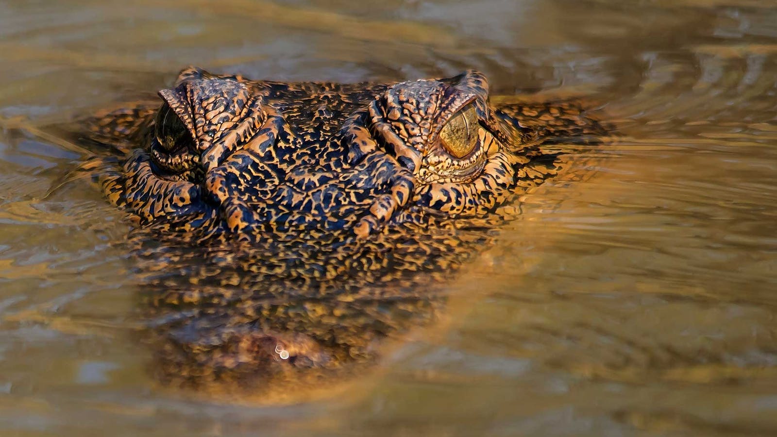 Koorana Crocodile Farm Koorana Crocodile Farm