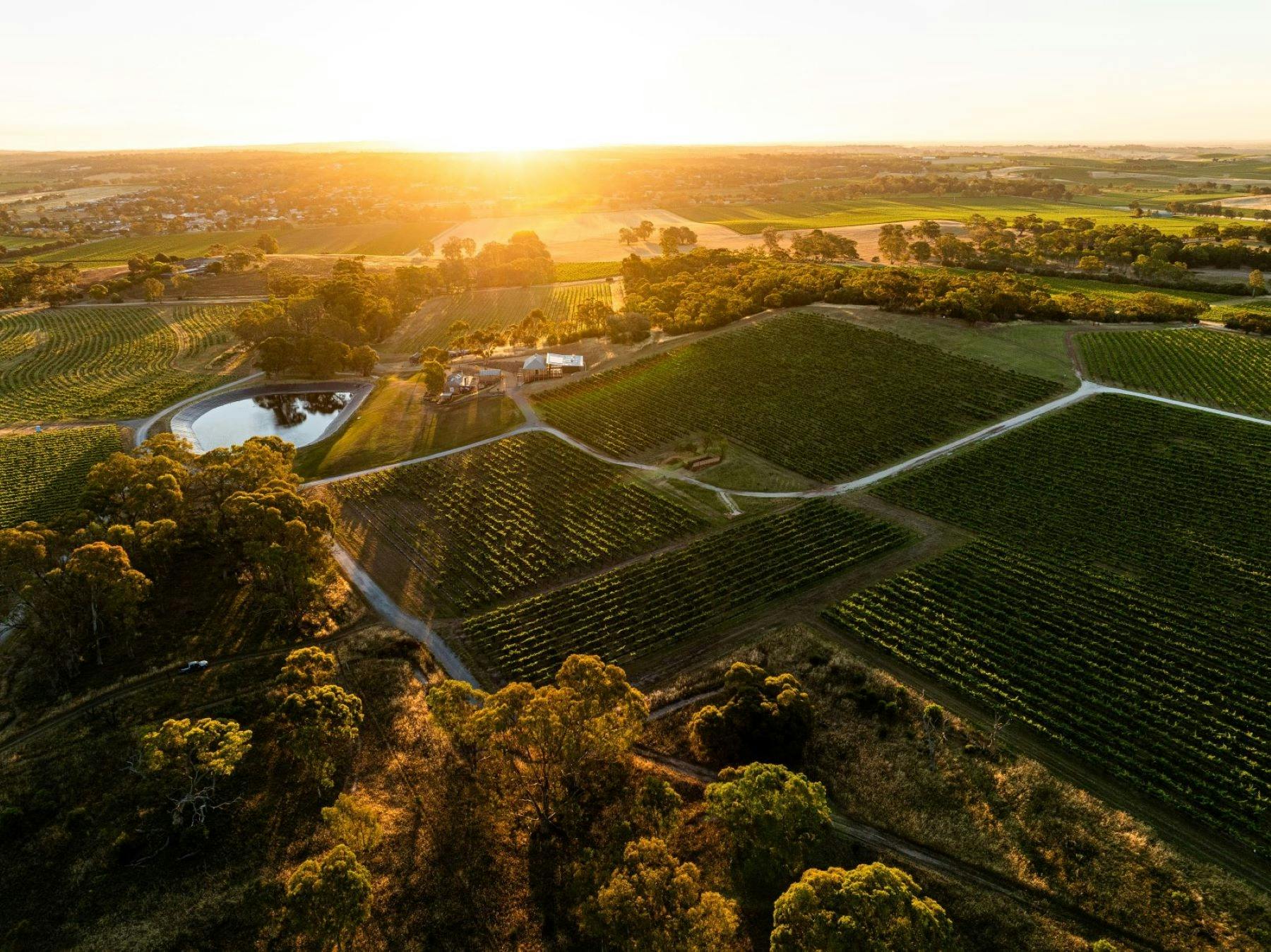 Barossa Origins