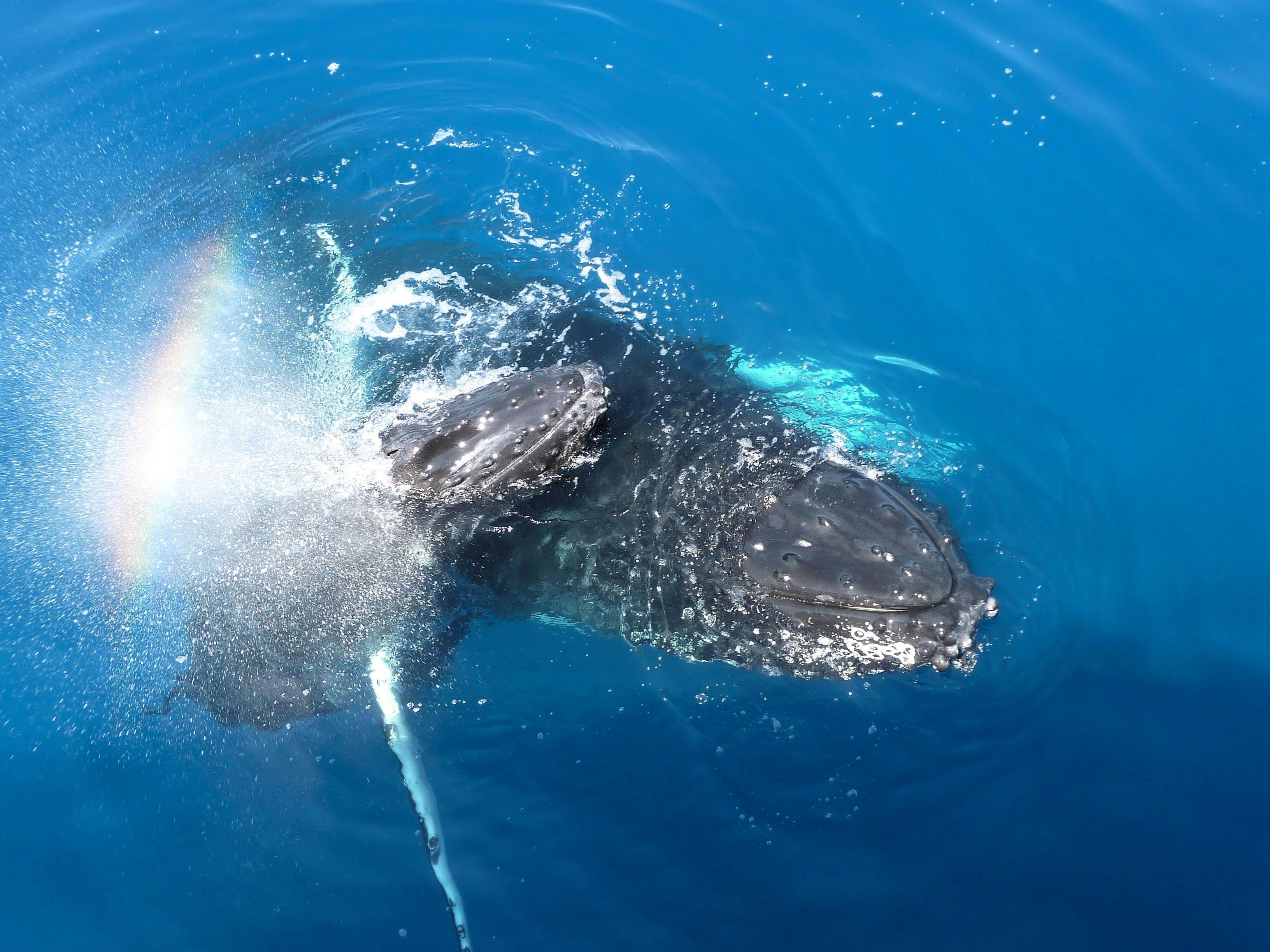Mum and calf whale enjoying a cuddle for our guests