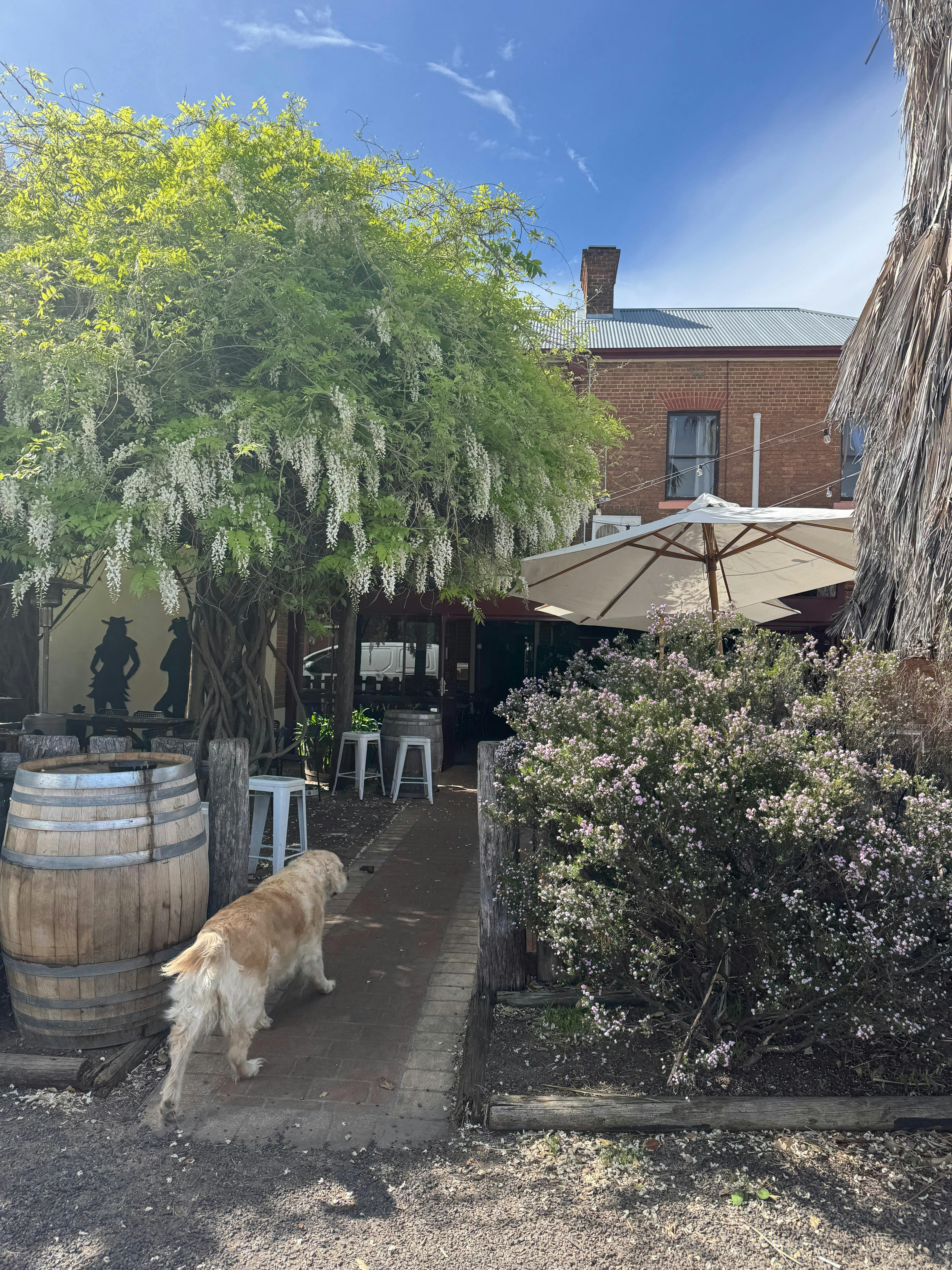 The Courty Beer Garden - dog friendly pub