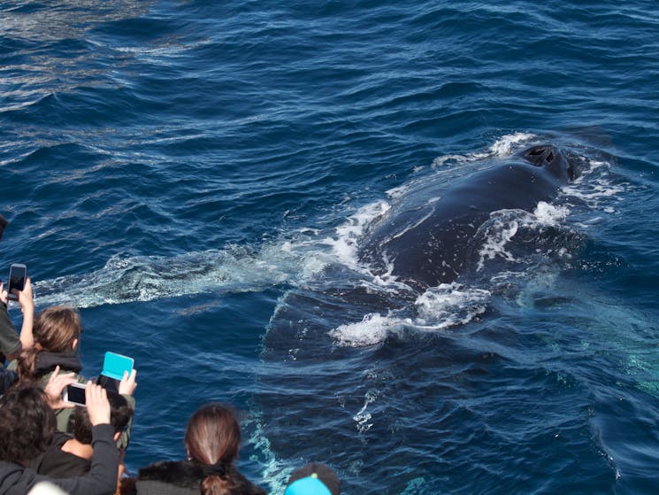 2.5 Hour Express Whale Watching Cruise | NSW Holidays & Accommodation ...