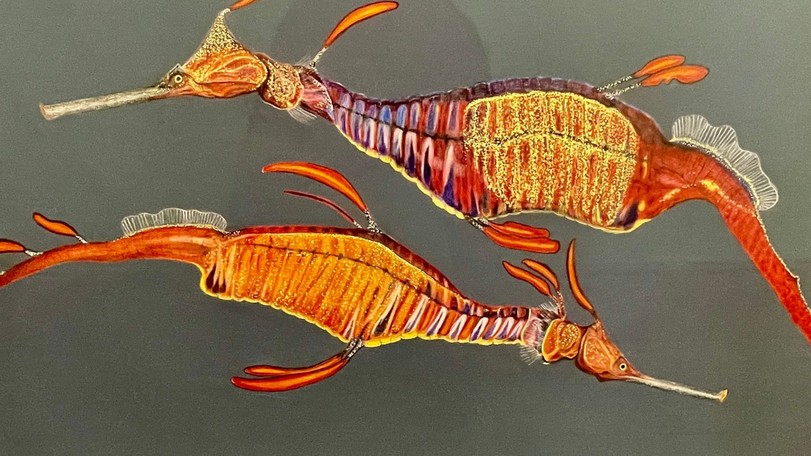 Art Exhibition by Tasmanian Artist featuring birds and sealife