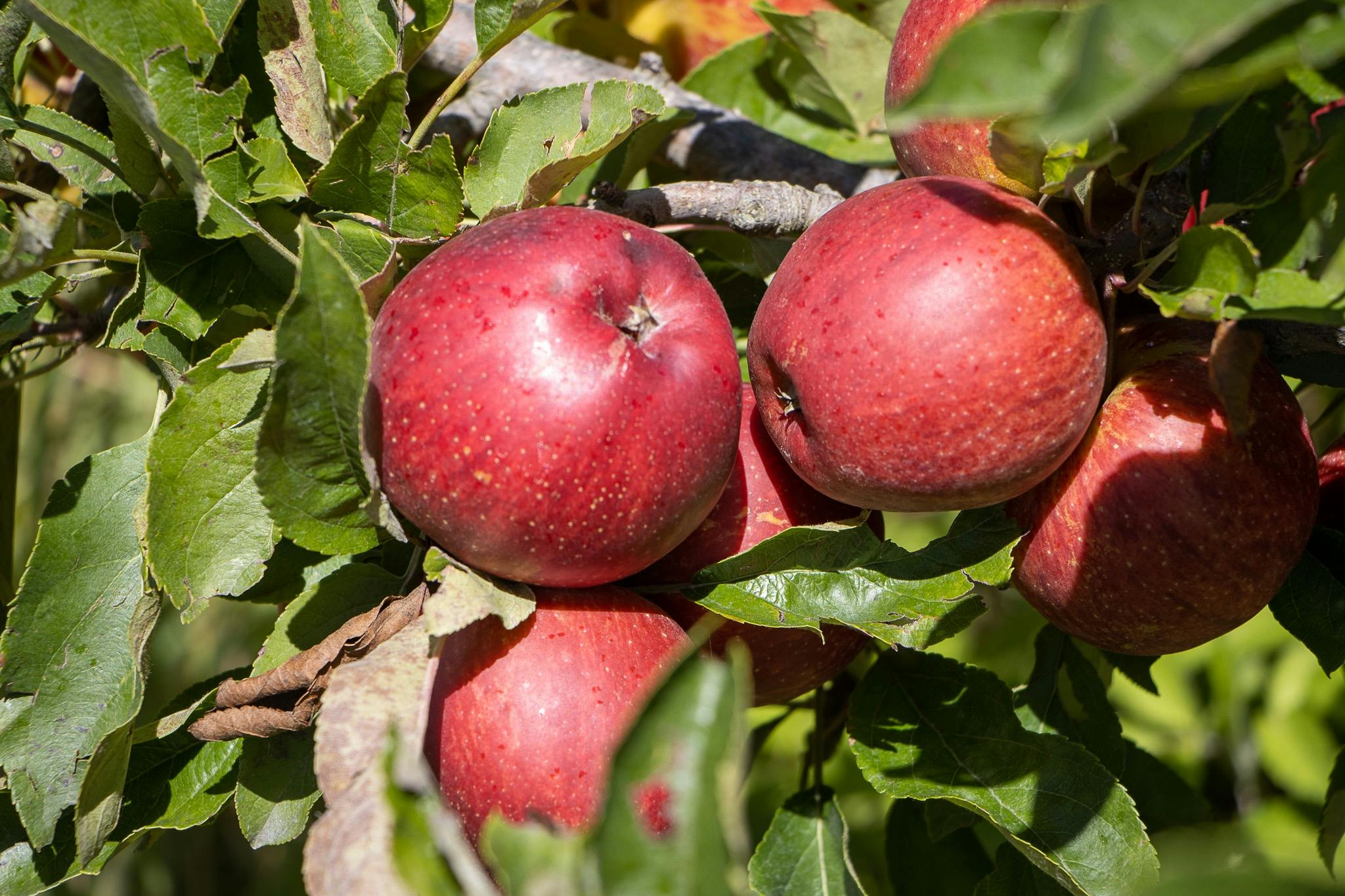 All our ciders are made from the freshest Queensland apples