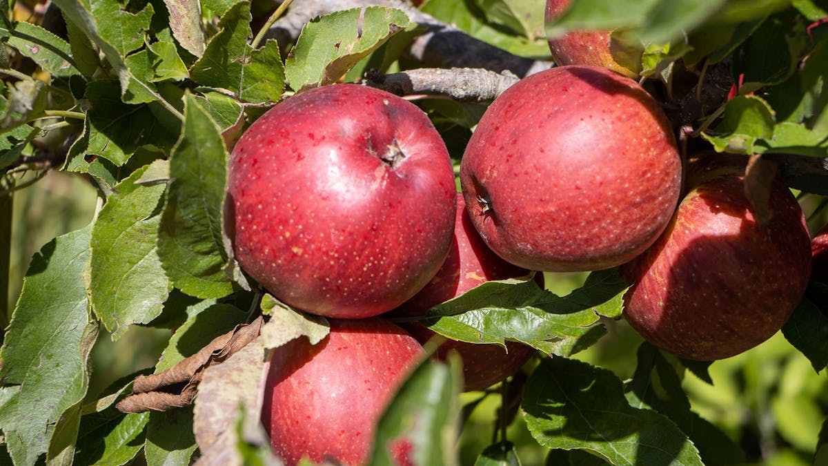All our ciders are made from the freshest Queensland apples