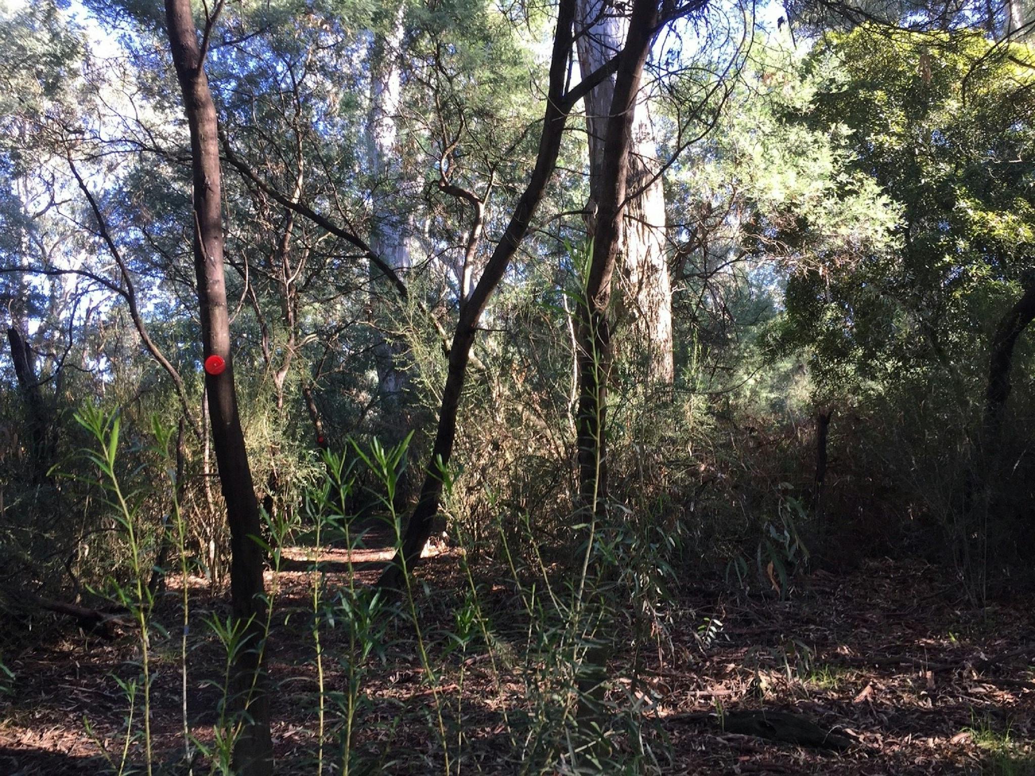 Native grasses, bushland, dried leaves, river red gums, ghost gums