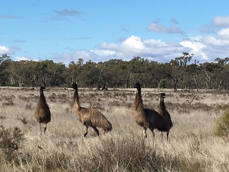 Check out our trick of waving up emus!