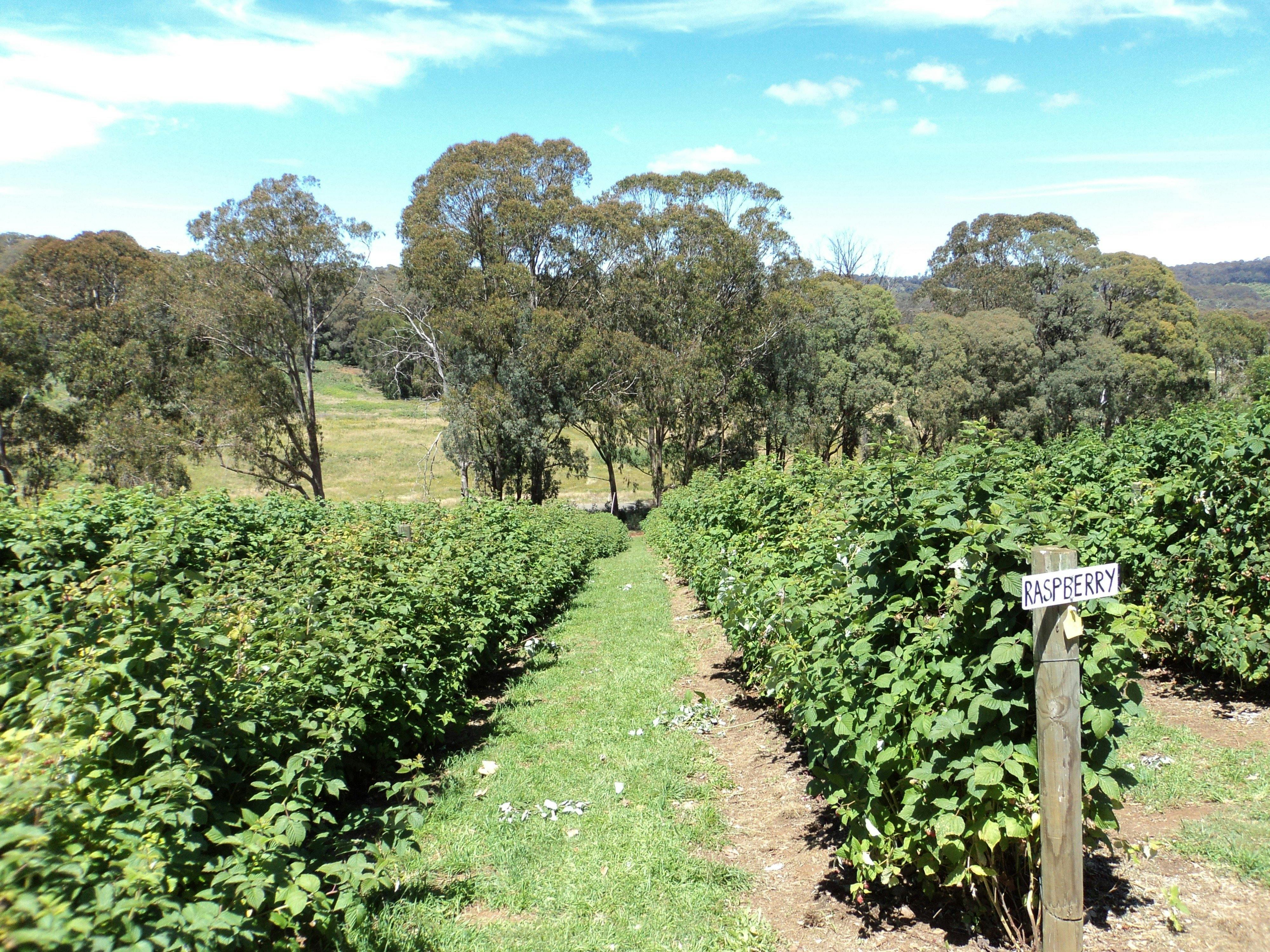 High Grove Berry Orchard