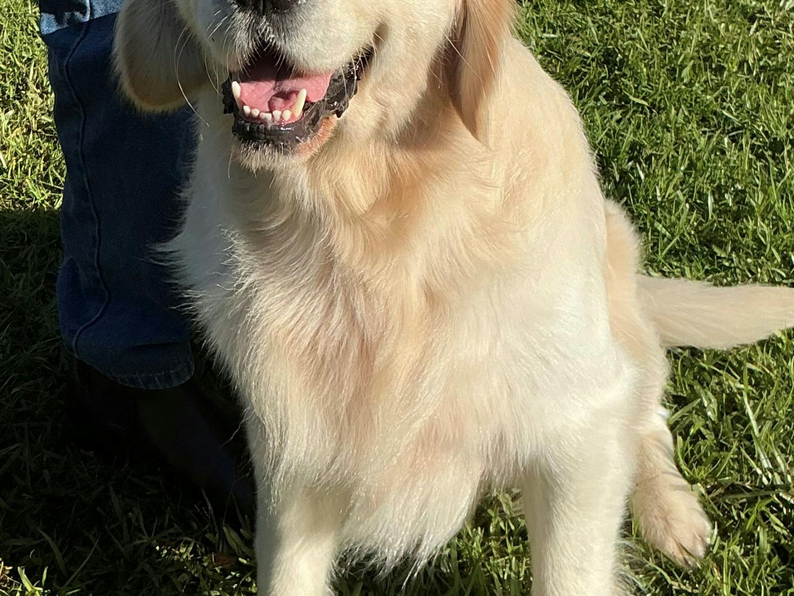 Dog