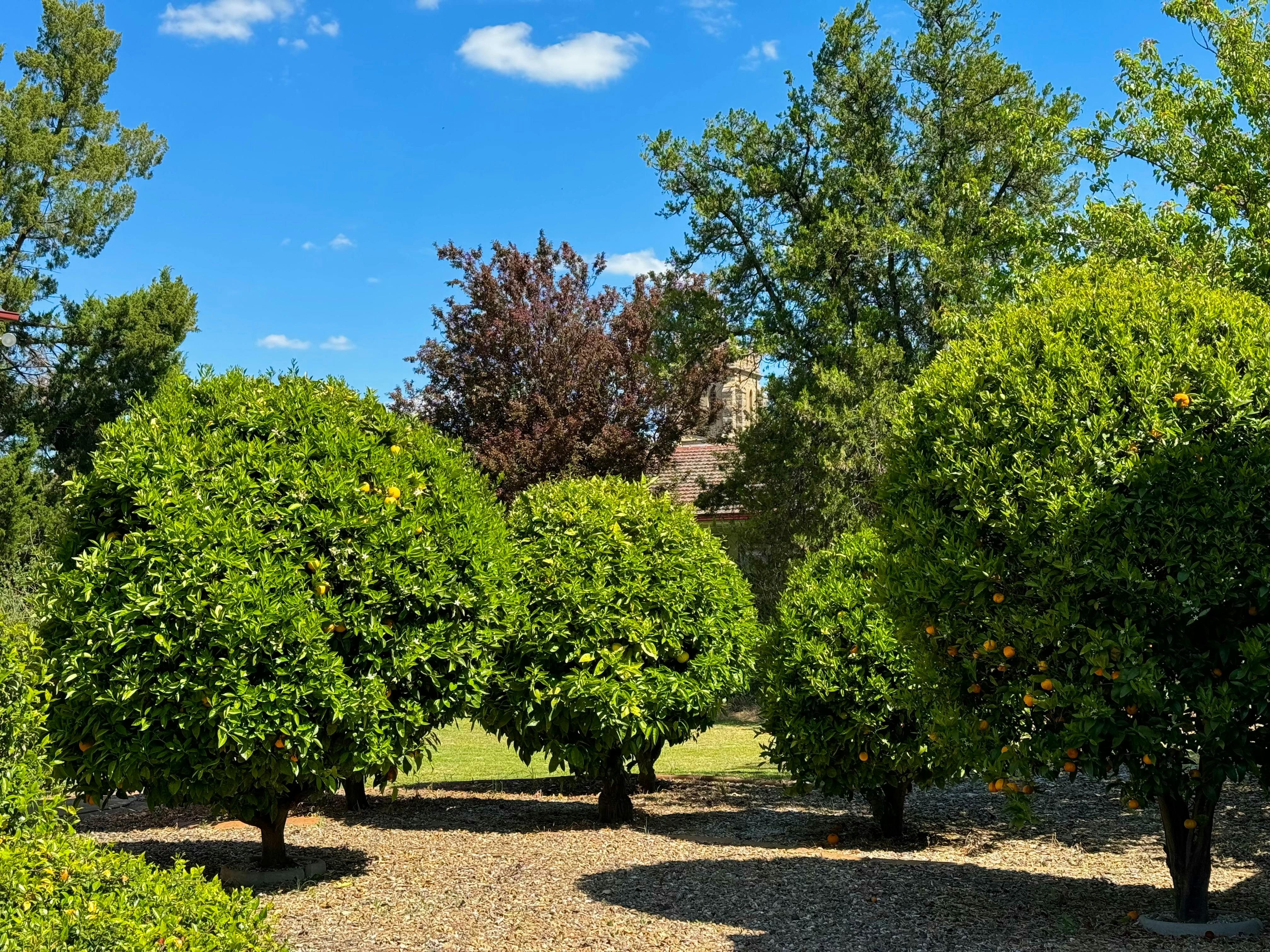 A group of rounded citrus trees with a blue sky.