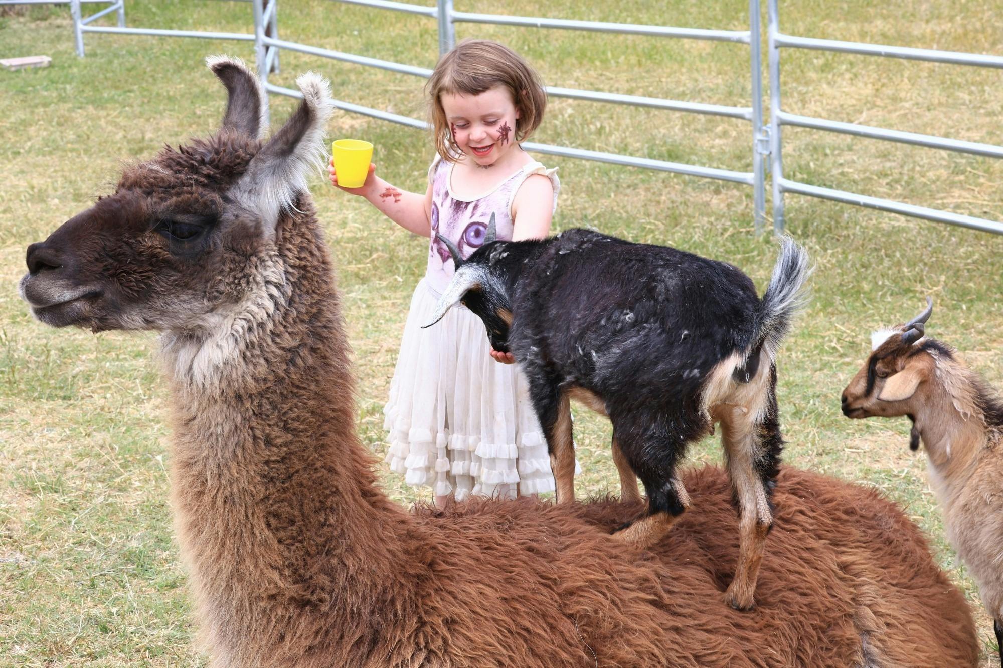 Girl feeding goat and Llama