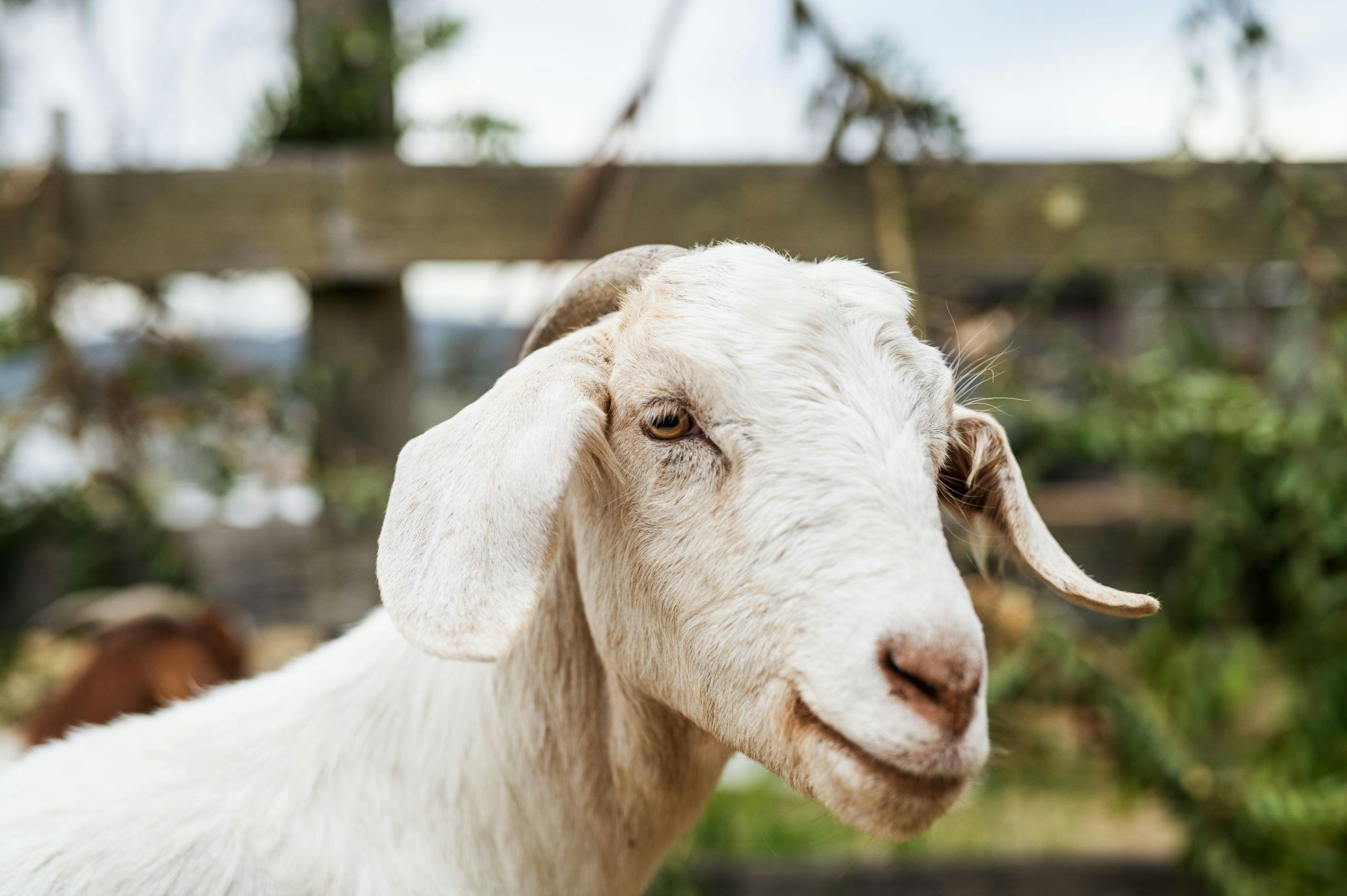 Lavender Goat Farm