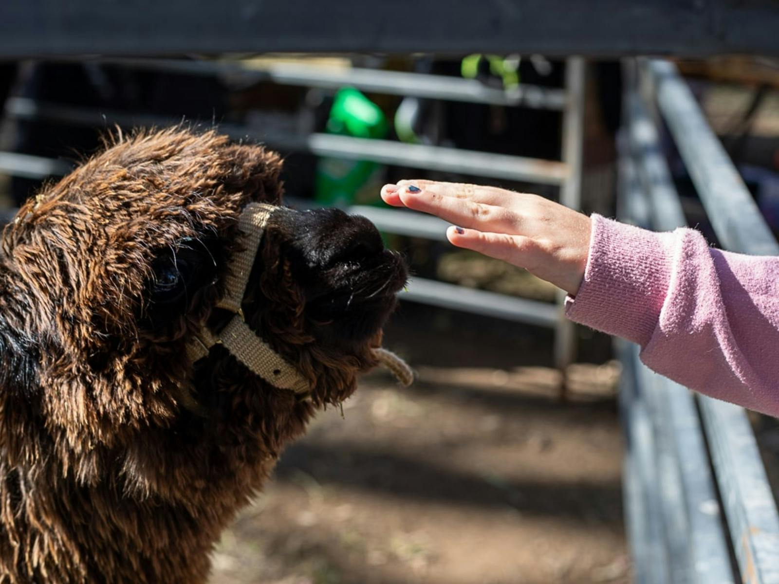 Child patting Alpaca