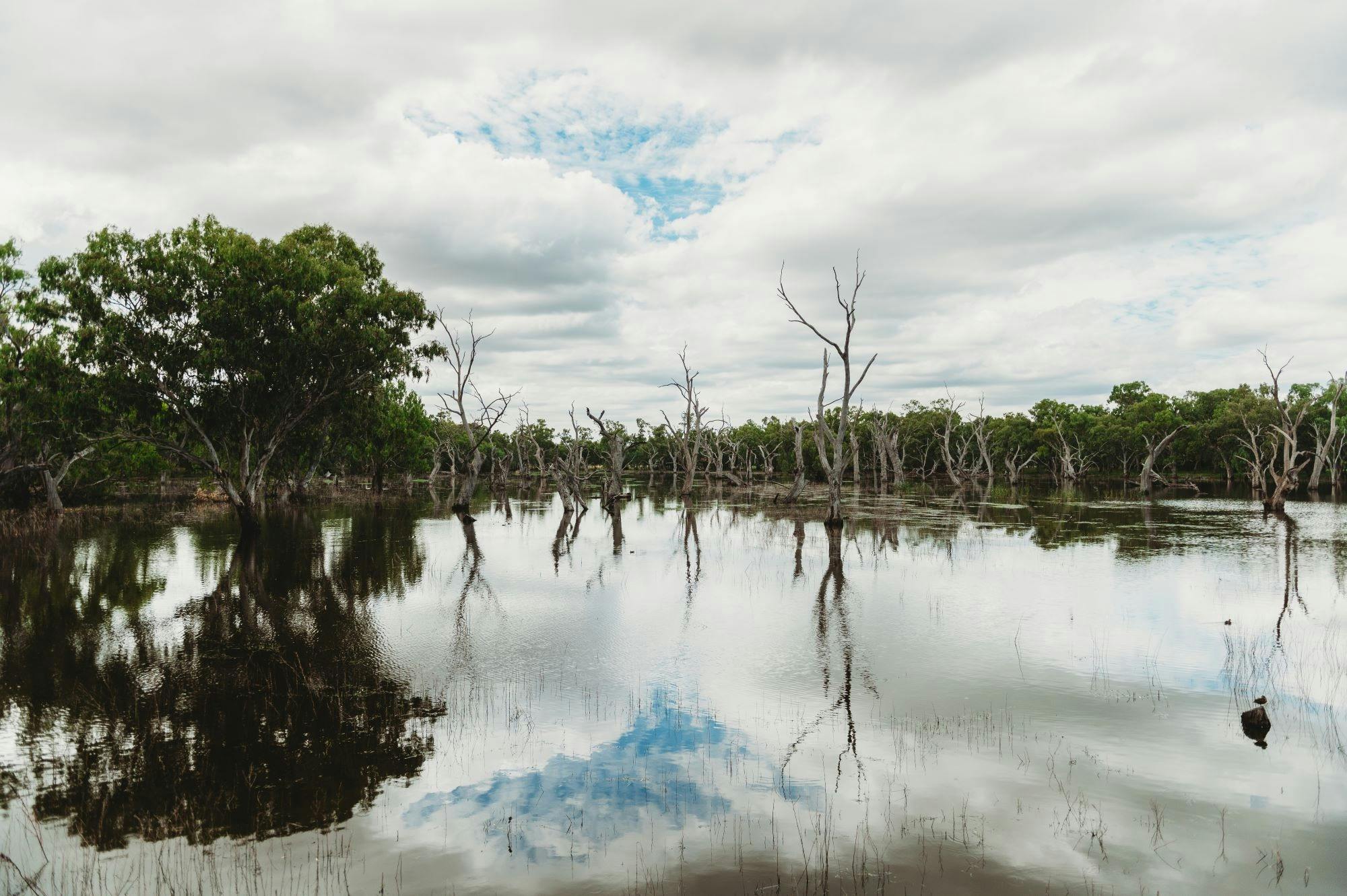 Pond with dead river gum trees