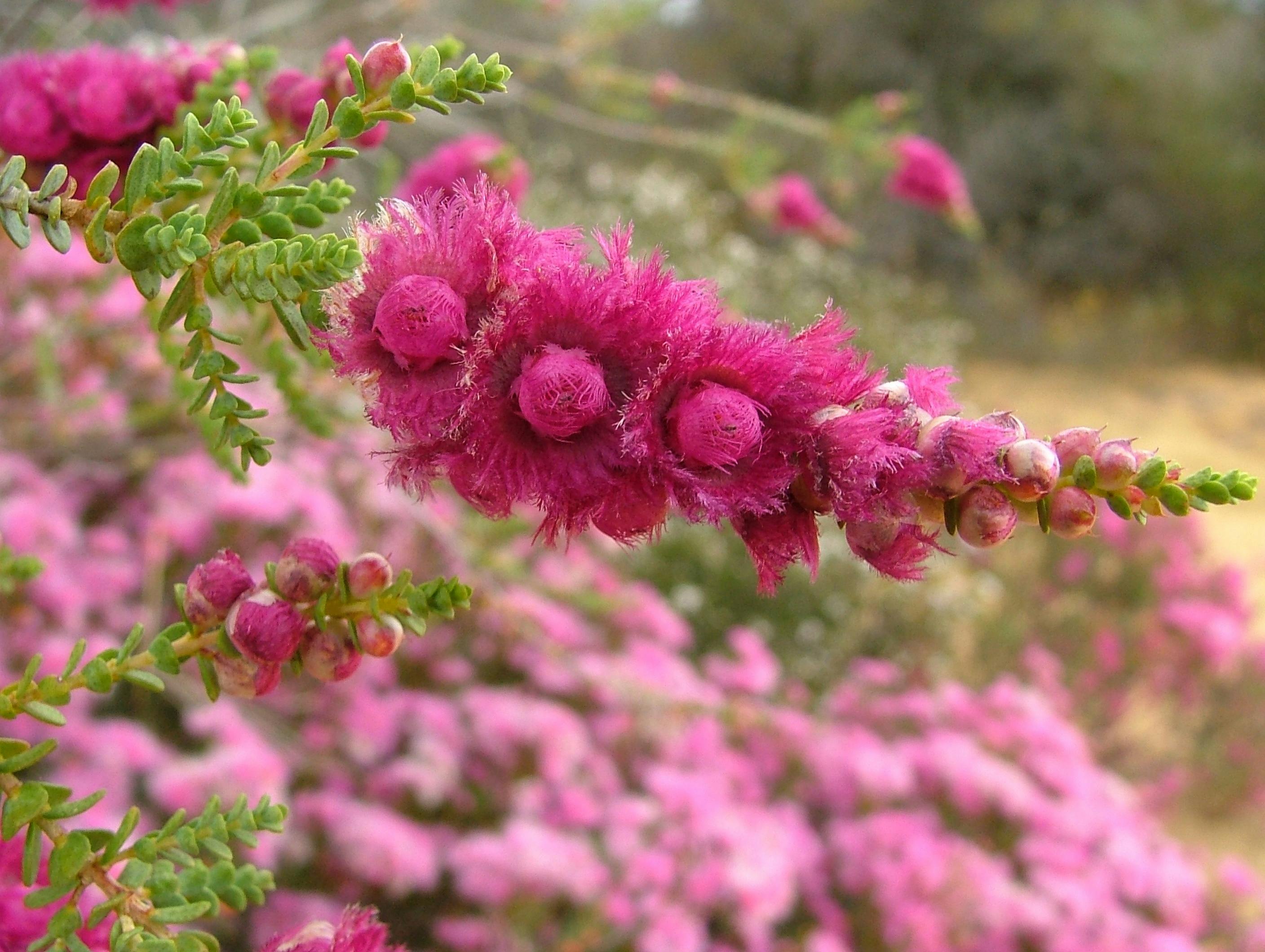 Reynoldson Reserve Wildflower Festival, Wongan Hills, Western Australia