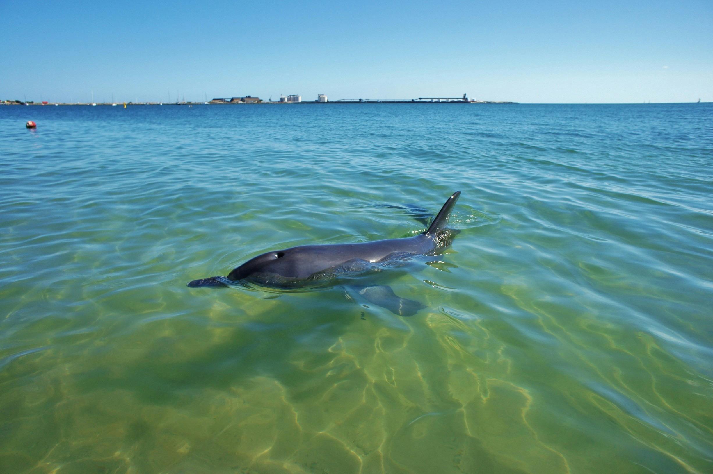 Dolphins swimming near Koombana Bay, Western Australia