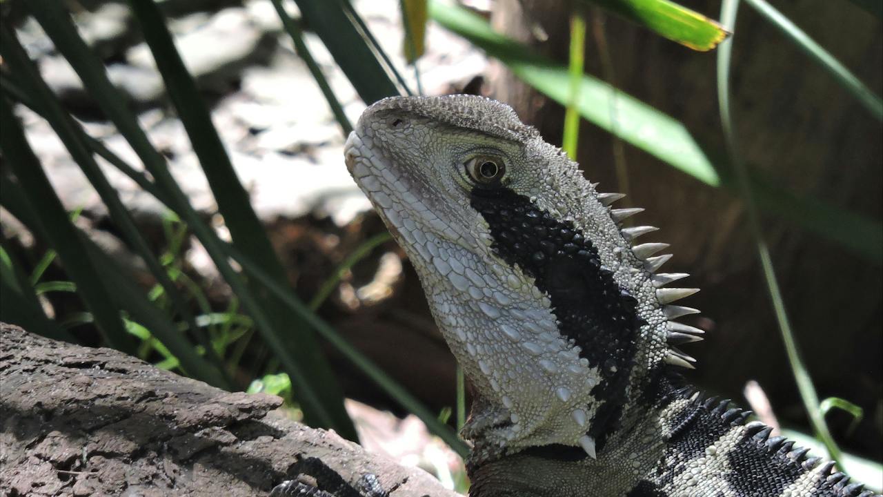 Eastern Water Dragon