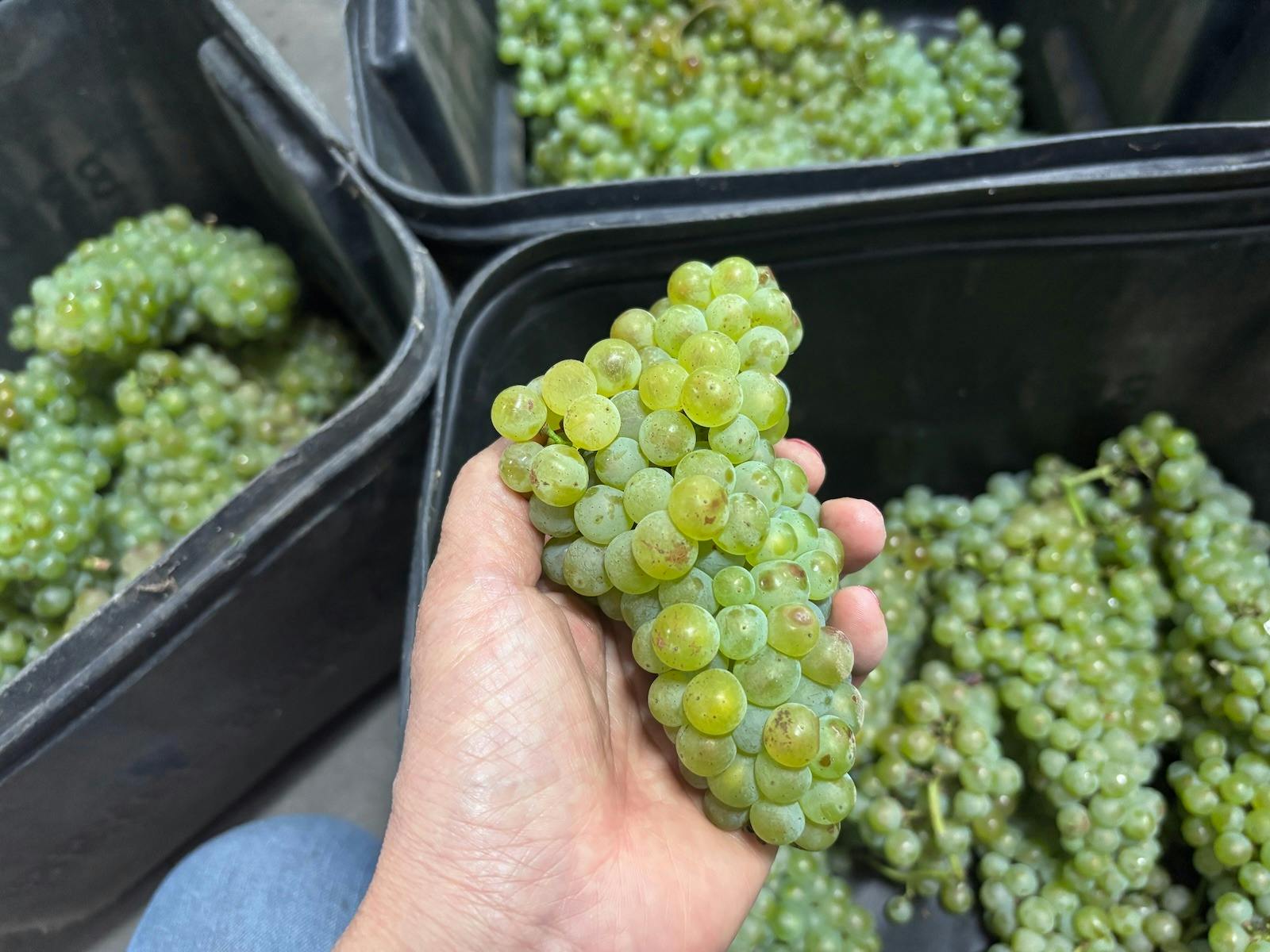 sampling and analysis when getting closer to harvest