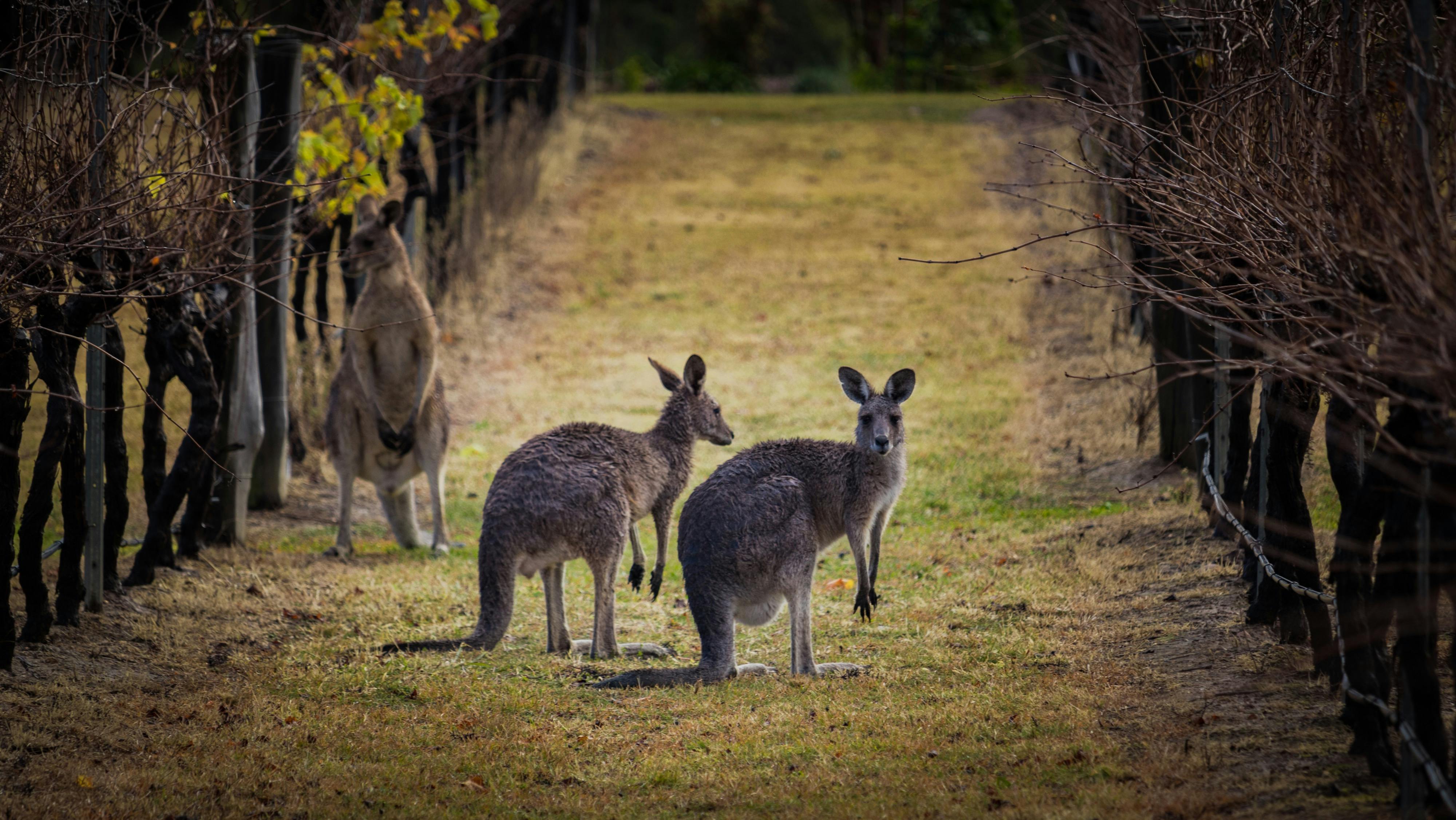 Kangaroos in the vines