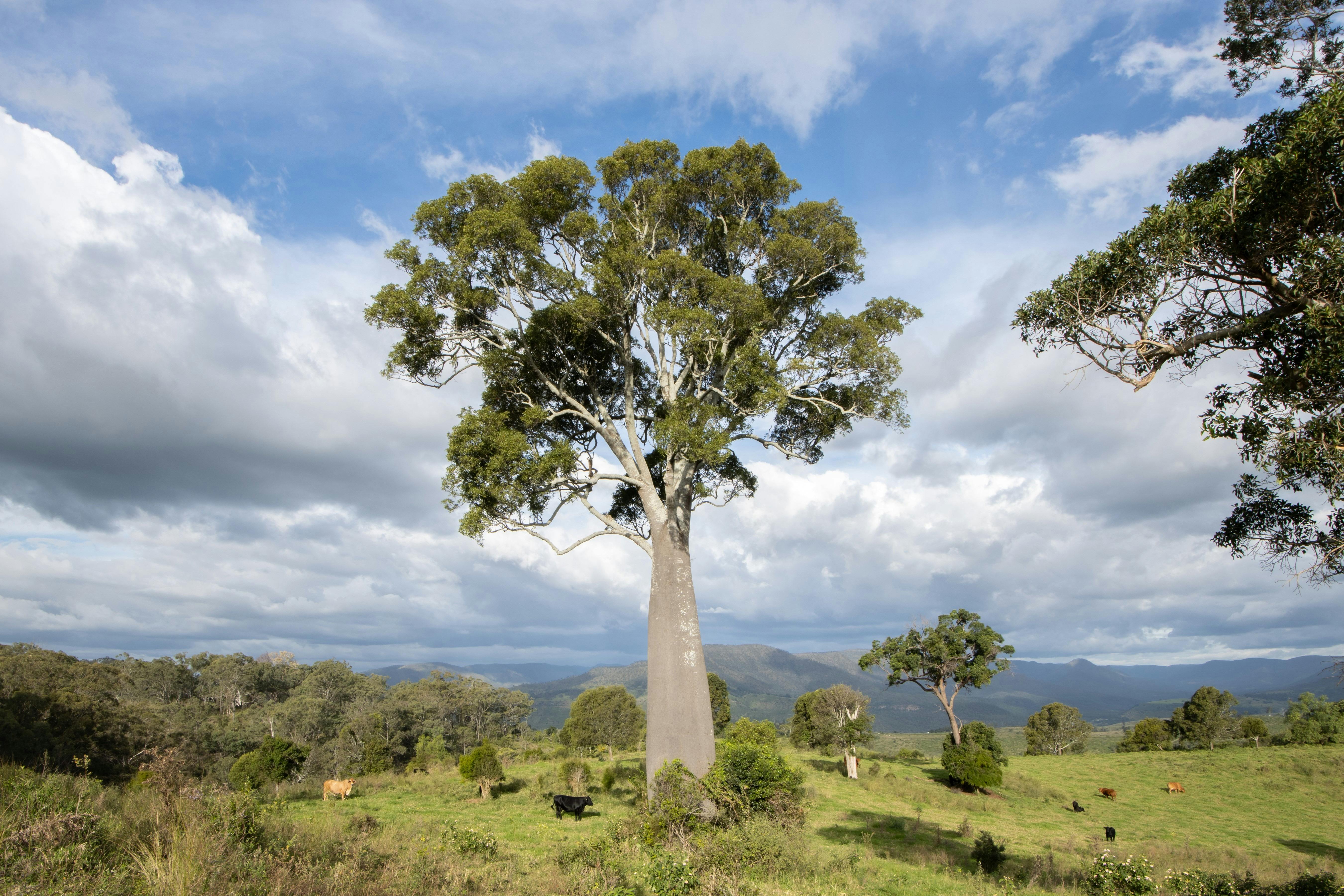 Majestic bottle tree right next to the tents. Perfect for a selfie.