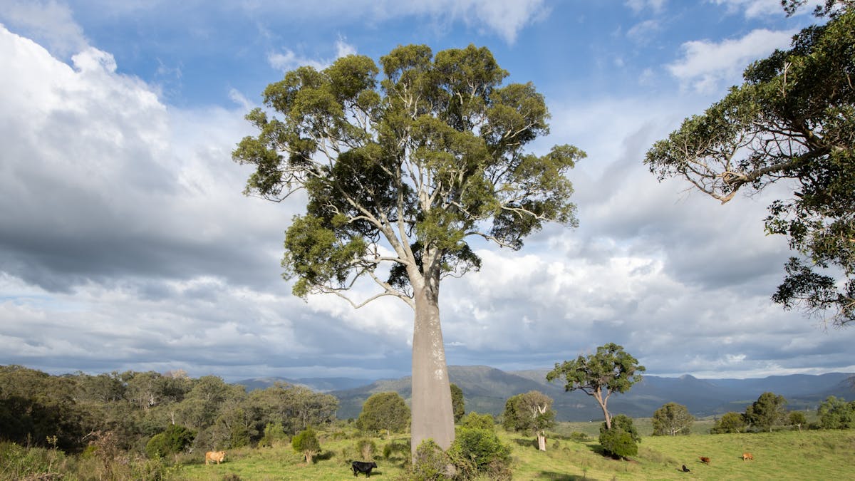 Bottle Tree
