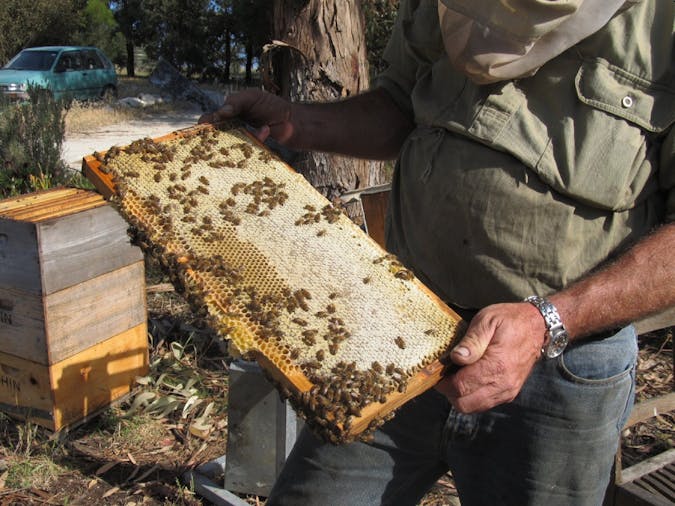 Beekeeping Experience