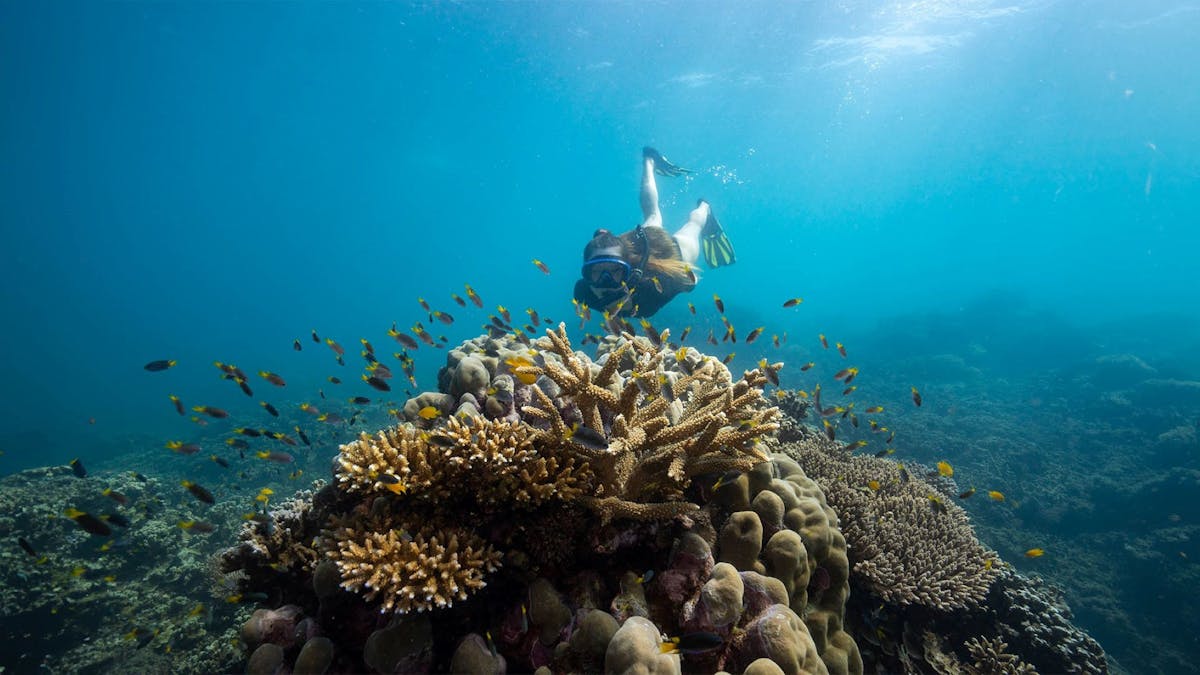 Snorkelling at Frankland Islands