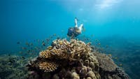 Snorkelling at Frankland Islands