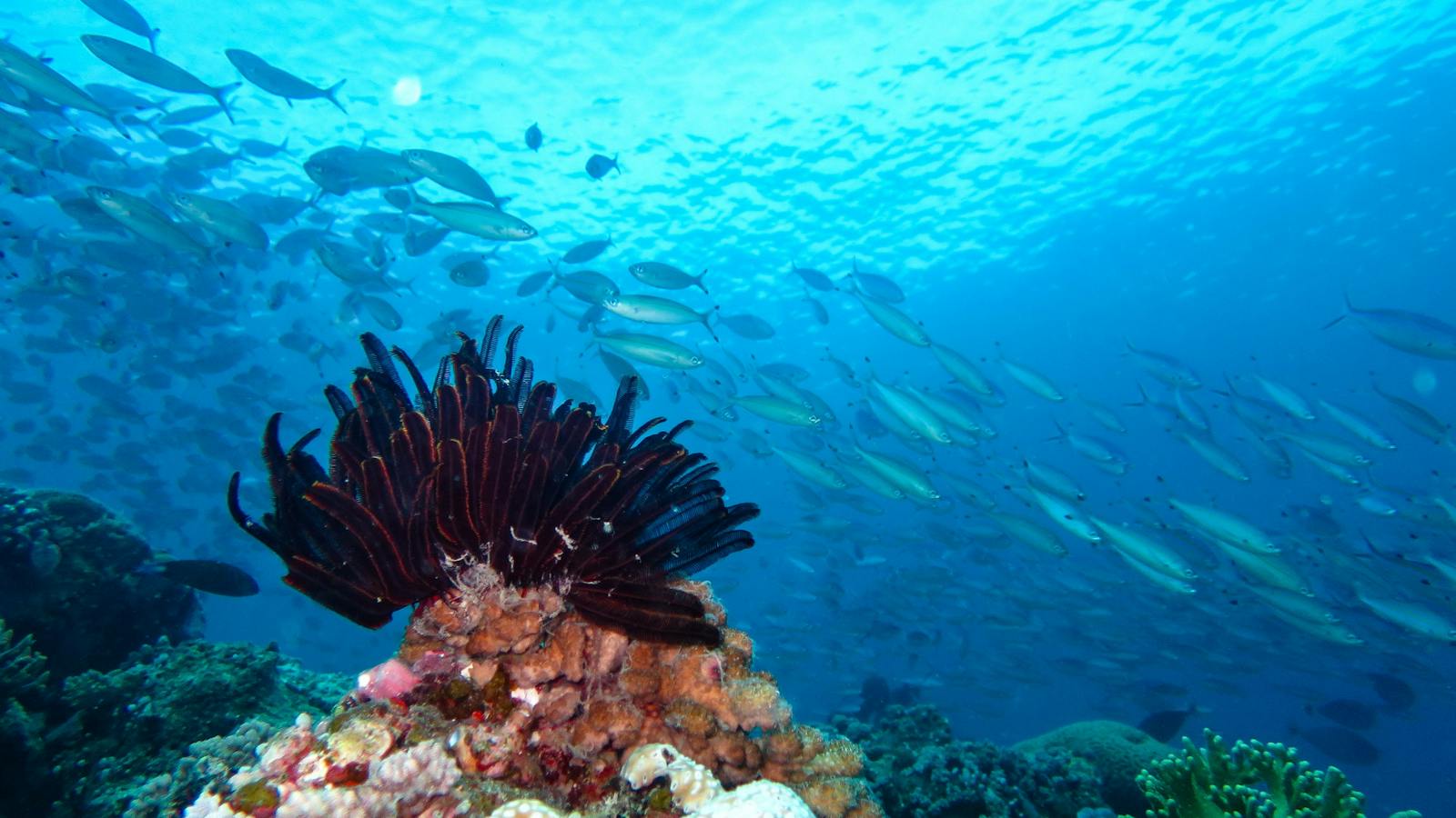 Agincourt Reef scene Port Douglas
