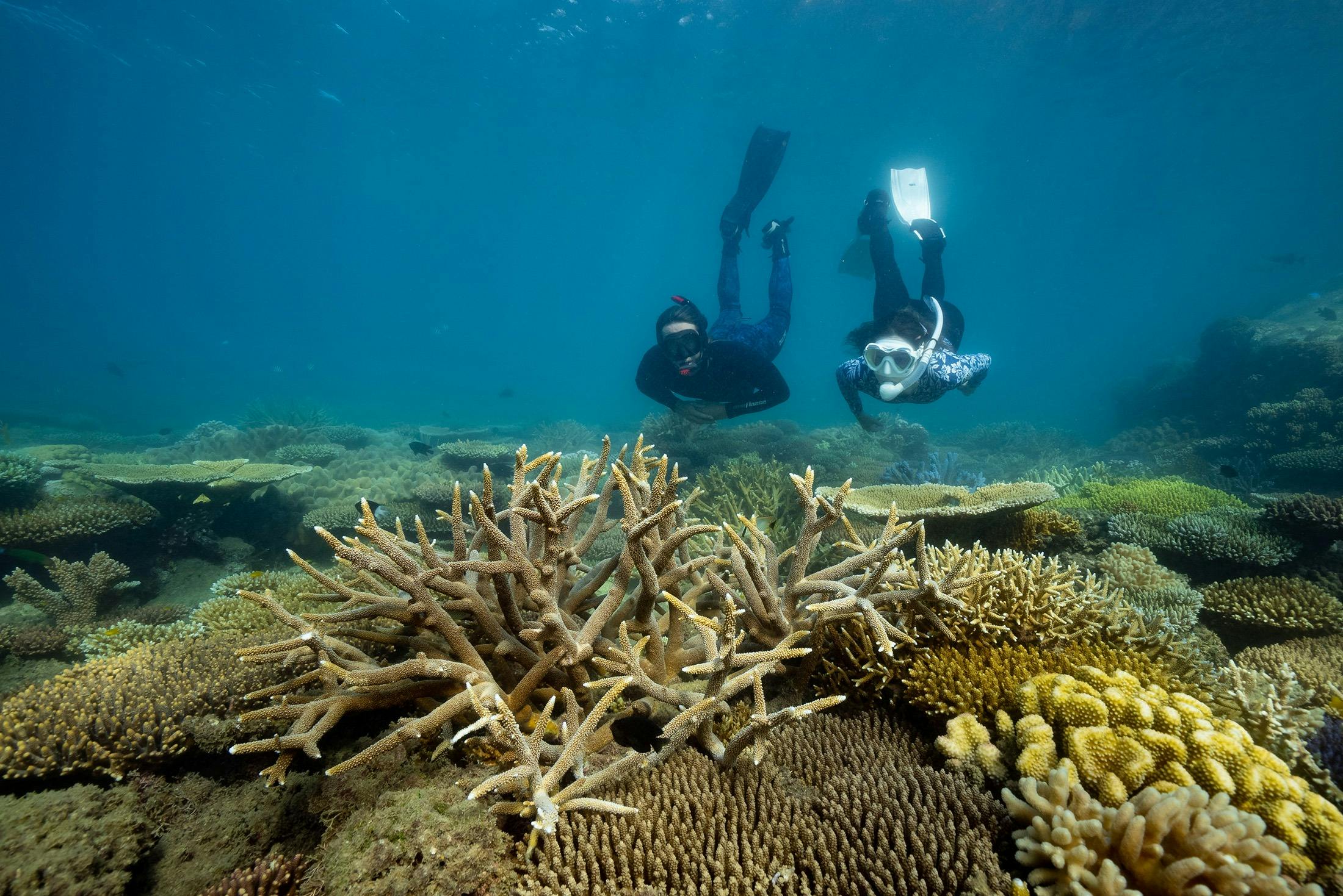 Snorkel Safari Tour