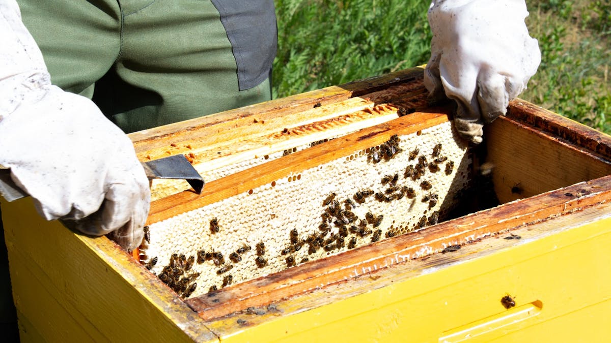 Bee Keeper checking honey