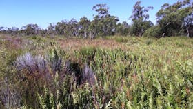 Coastal heath in Pine Ridge
