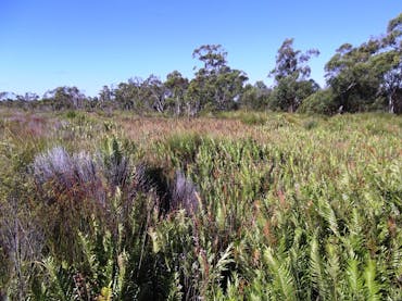 Coastal heath in Pine Ridge