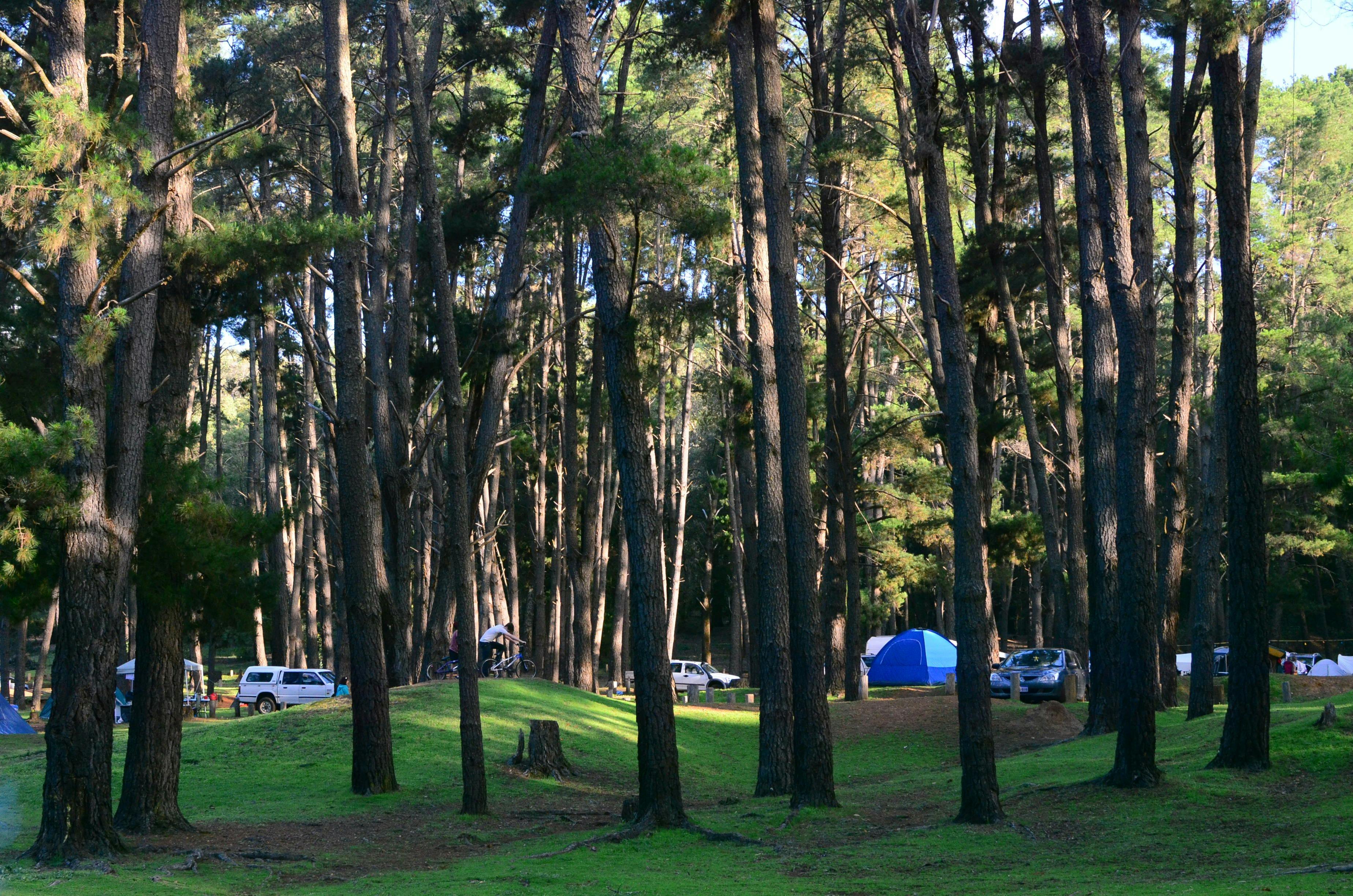 Tents and people riding bikes around tall trees.