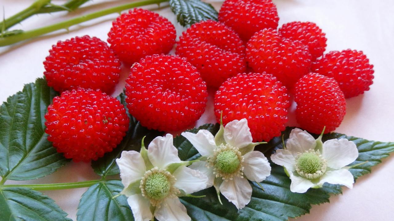 Native Australian Atherton Raspberry grown at Daleys Fruit Tree Nursery