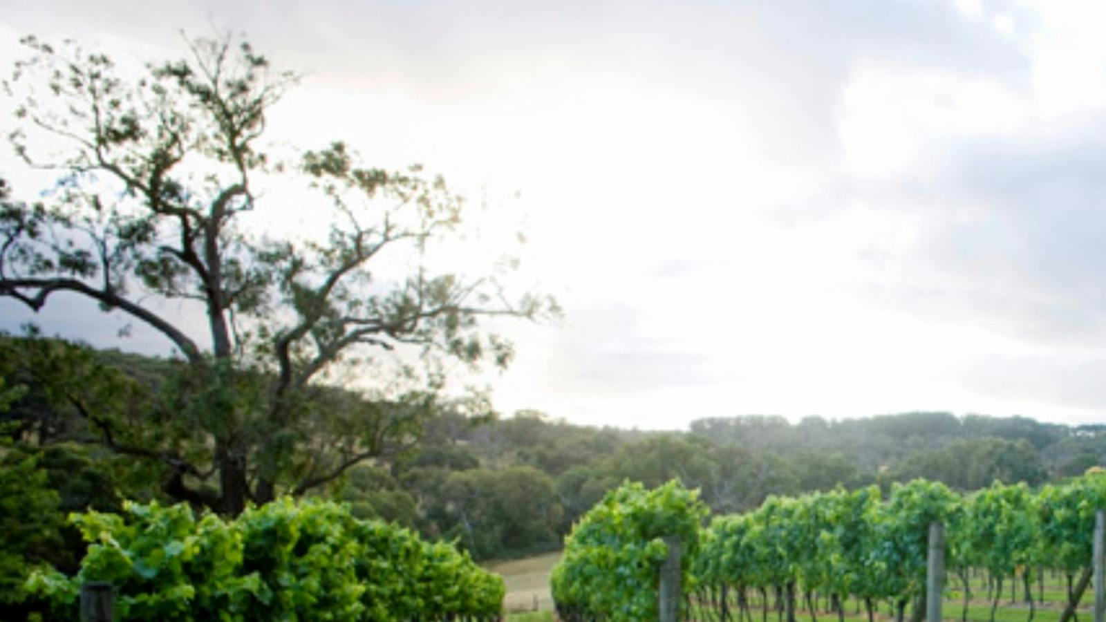 Elgee Park vineyard, where it all started