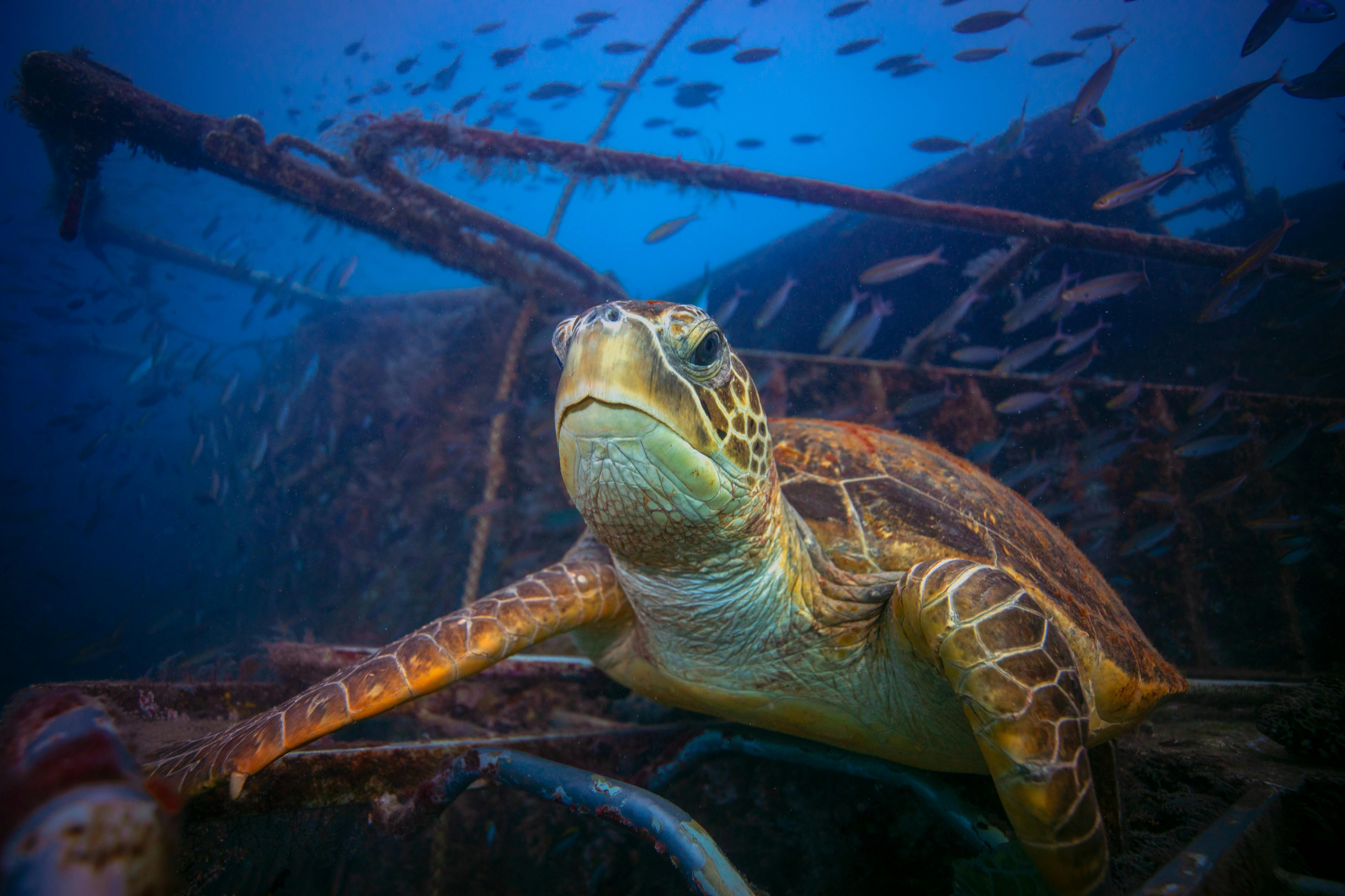 Turtle in the deep blue