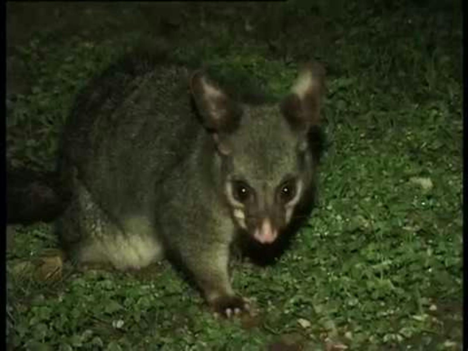 Nangawooka, Victor Harbor