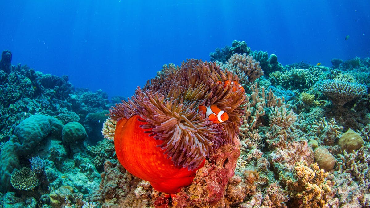 Finding Nemo on the Great Barrier Reef with Reef Experience