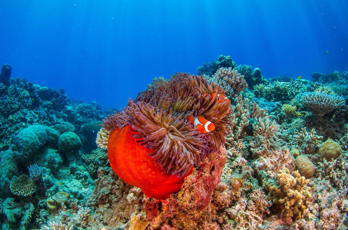 Finding Nemo on the Great Barrier Reef with Reef Experience