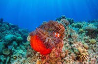 Finding Nemo on the Great Barrier Reef with Reef Experience