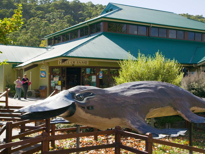 Platypus Tours - Latrobe - Discover Tasmania